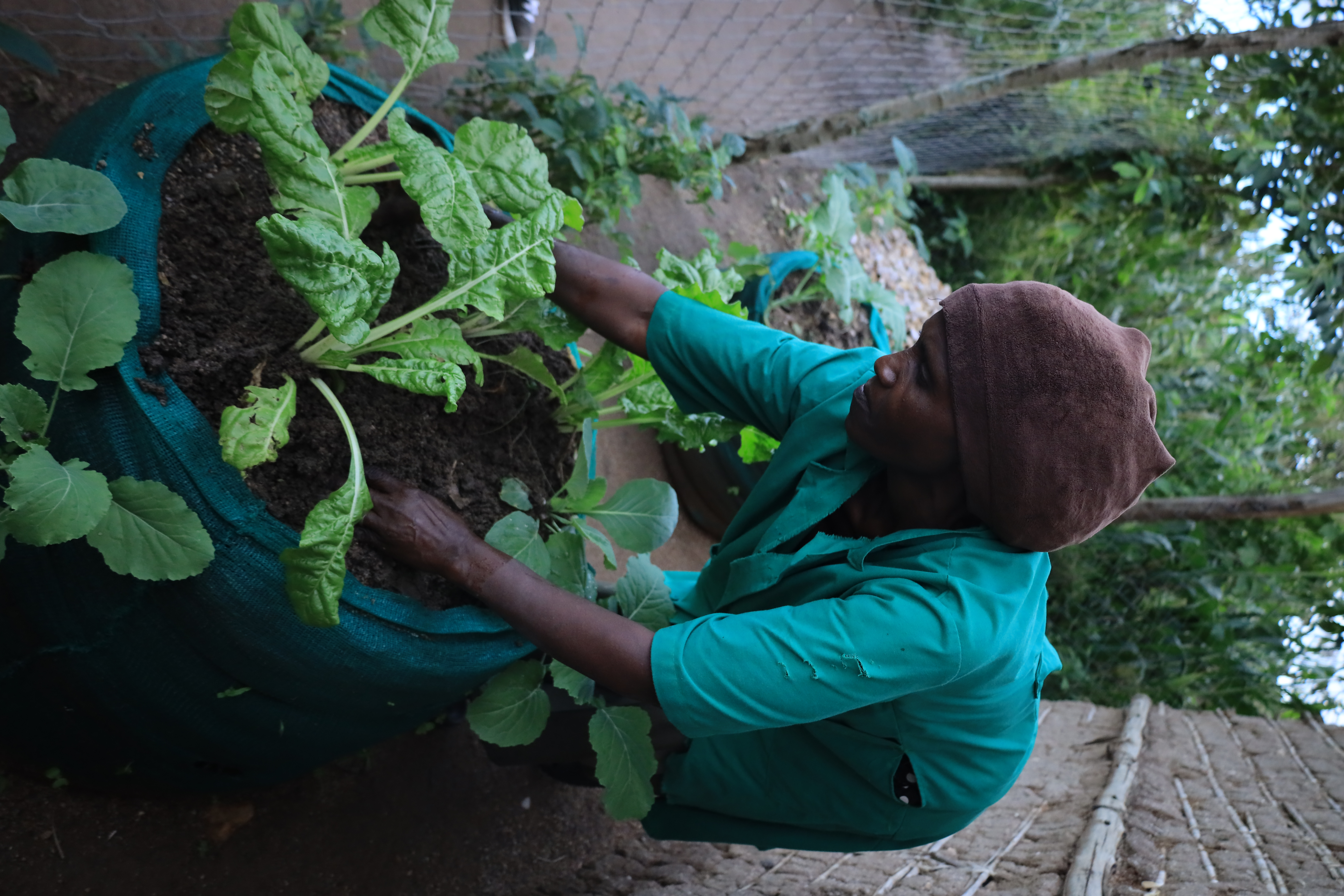 Home garden